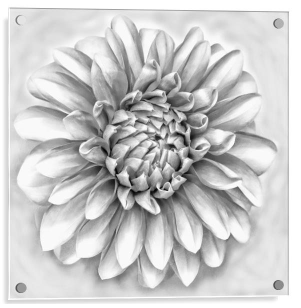 Dahlia flower in pencil Acrylic by JC studios LRPS ARPS