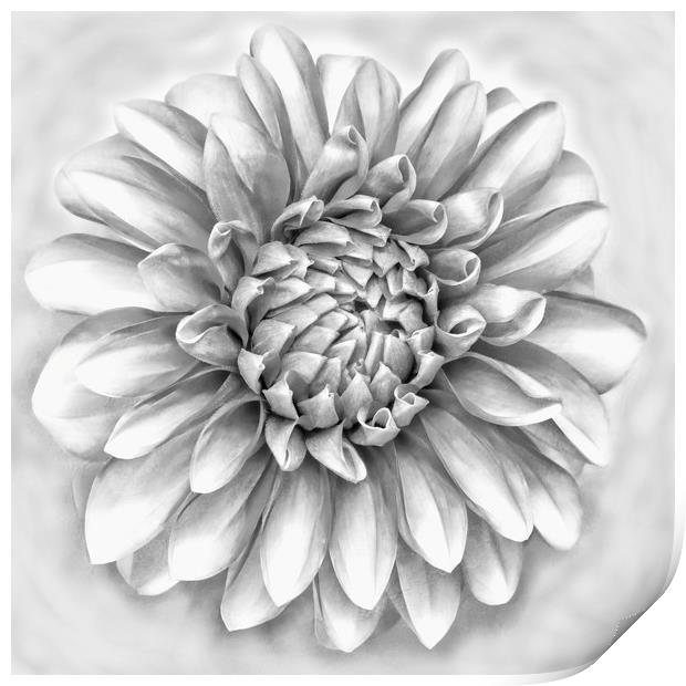 Dahlia flower in pencil Print by JC studios LRPS ARPS