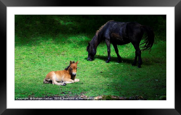 Mother and foal Framed Mounted Print by Graham Nathan