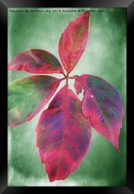 Colours Of Autumn Framed Print by Christine Lake