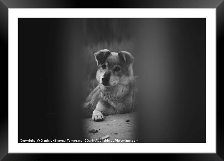 Black and white sad look dog Framed Mounted Print by Daniela Simona Temneanu