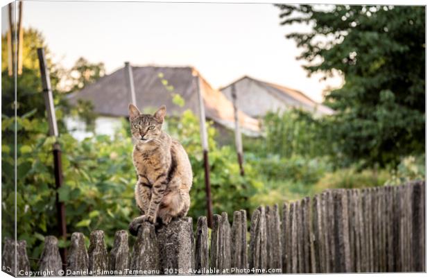 Cat sitting on a wooden fence Canvas Print by Daniela Simona Temneanu