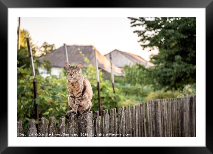 Cat sitting on a wooden fence Framed Mounted Print by Daniela Simona Temneanu