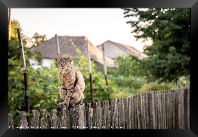Cat sitting on a wooden fence Framed Print by Daniela Simona Temneanu