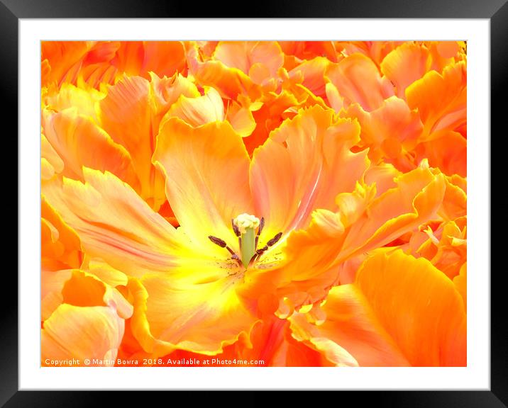 Closeup of a Tulip Framed Mounted Print by Martin Bowra