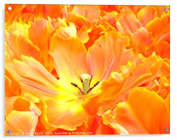 Closeup of a Tulip Acrylic by Martin Bowra