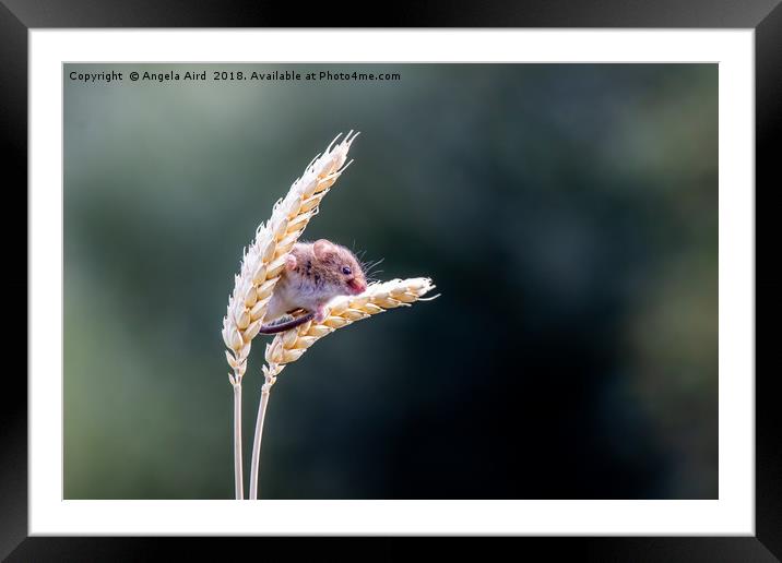 Harvest Mouse. Framed Mounted Print by Angela Aird