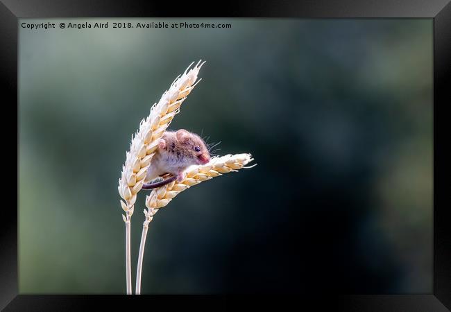 Harvest Mouse. Framed Print by Angela Aird