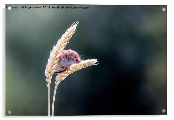 Harvest Mouse. Acrylic by Angela Aird