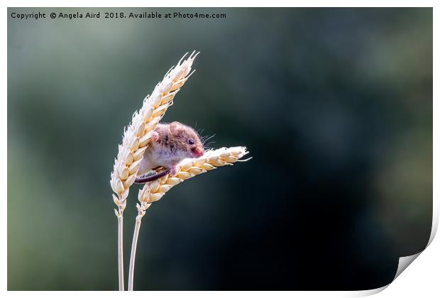 Harvest Mouse. Print by Angela Aird