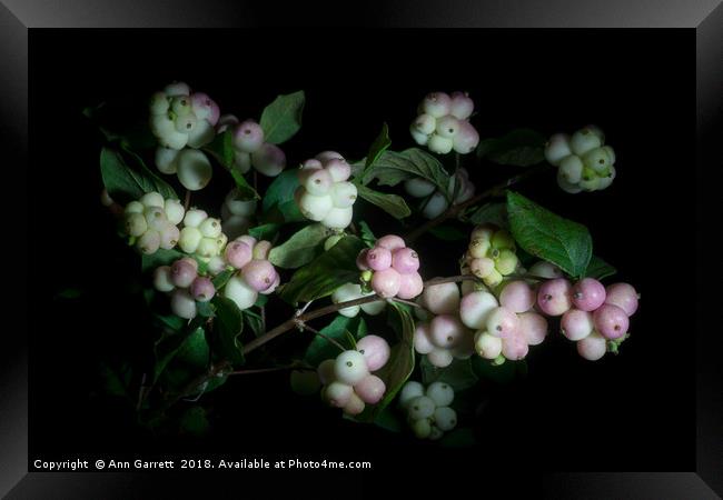 Snowberry Bouquet Framed Print by Ann Garrett
