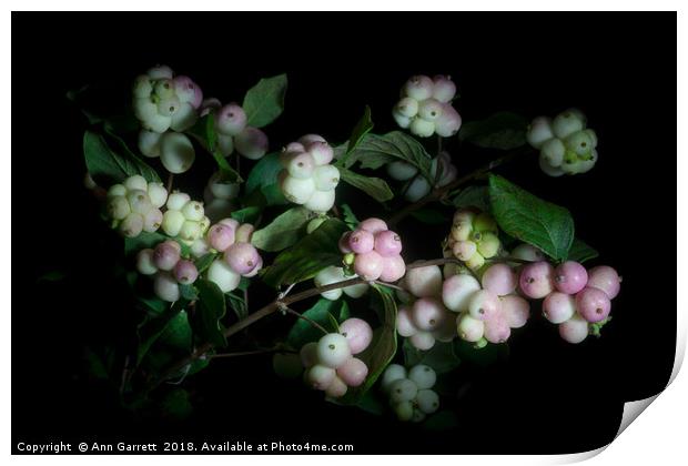 Snowberry Bouquet Print by Ann Garrett