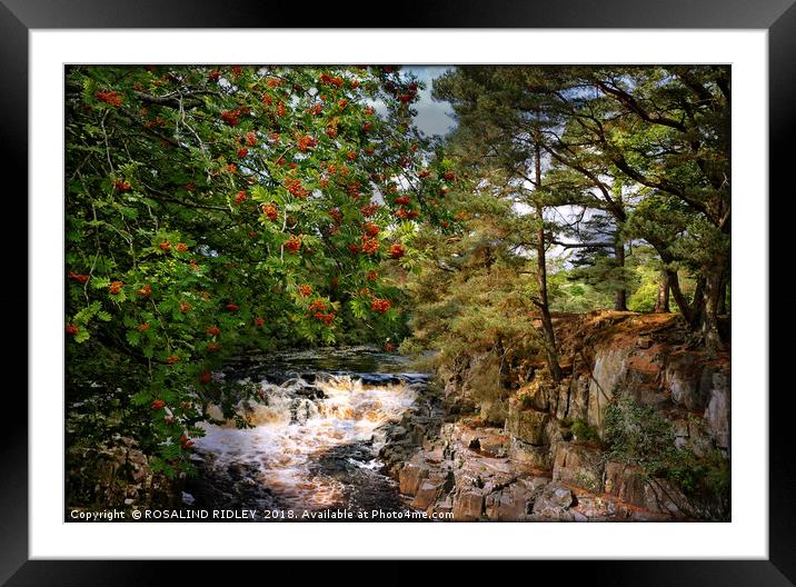 "Rowan , River and Rocks" Framed Mounted Print by ROS RIDLEY