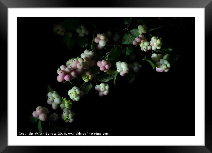 Snowberries Framed Mounted Print by Ann Garrett