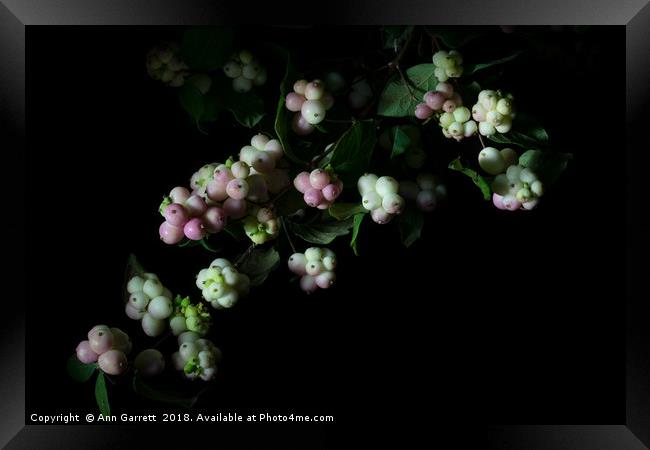 Snowberries Framed Print by Ann Garrett
