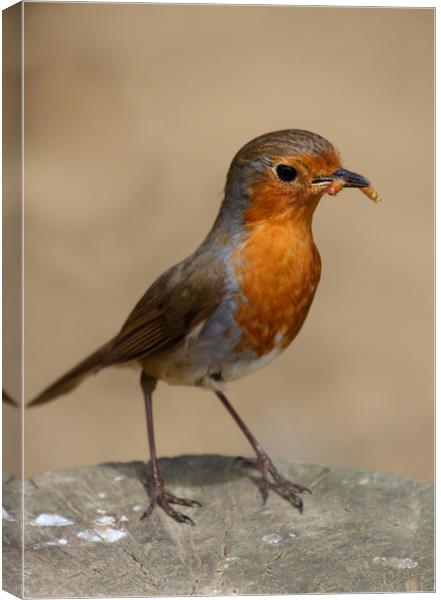 Robin feeding Canvas Print by tim miller