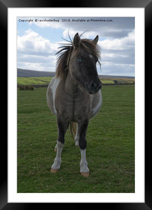 Blue Eyed Dartmoor Pony Framed Mounted Print by rawshutterbug 