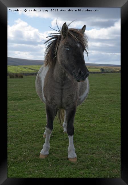 Blue Eyed Dartmoor Pony Framed Print by rawshutterbug 
