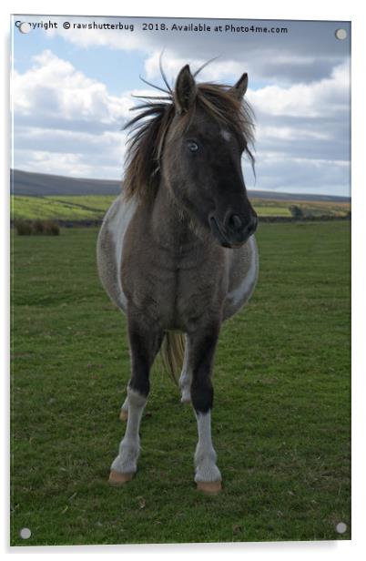 Blue Eyed Dartmoor Pony Acrylic by rawshutterbug 