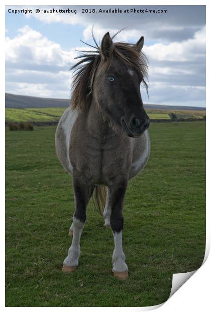 Blue Eyed Dartmoor Pony Print by rawshutterbug 