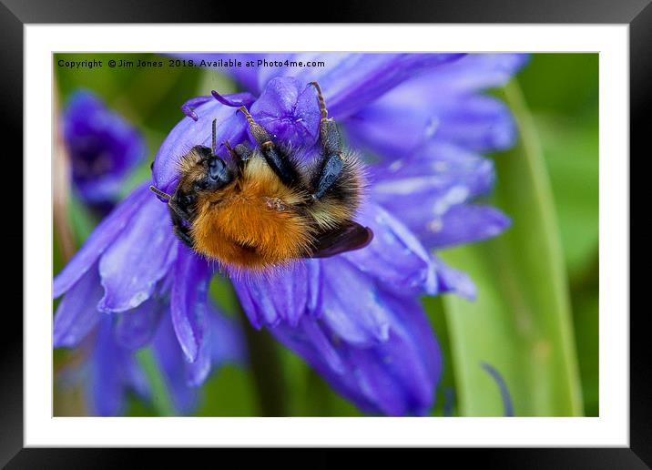 Bumble Bee on Bluebells Framed Mounted Print by Jim Jones