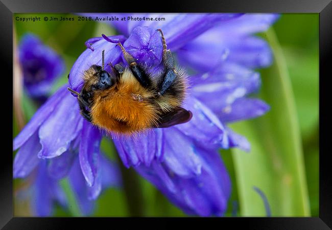 Bumble Bee on Bluebells Framed Print by Jim Jones