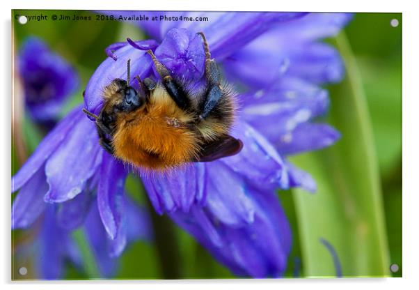 Bumble Bee on Bluebells Acrylic by Jim Jones