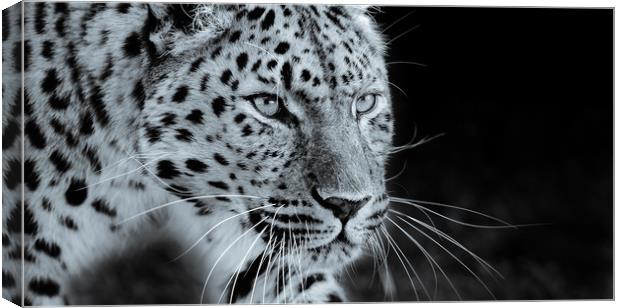  Leopard Prowling Canvas Print by tim miller