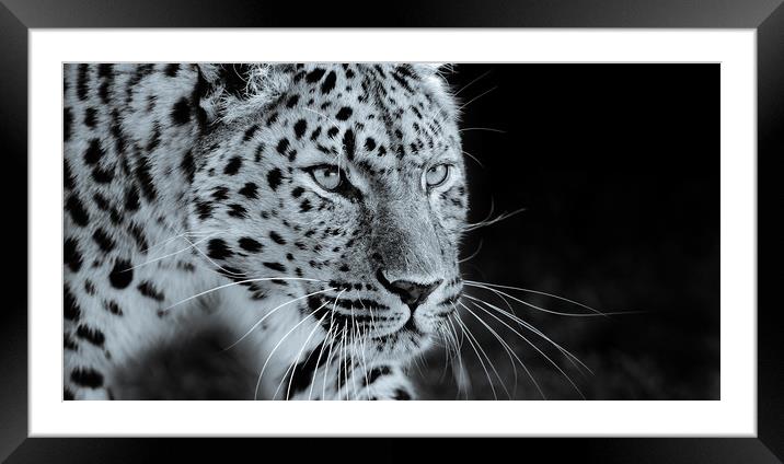  Leopard Prowling Framed Mounted Print by tim miller