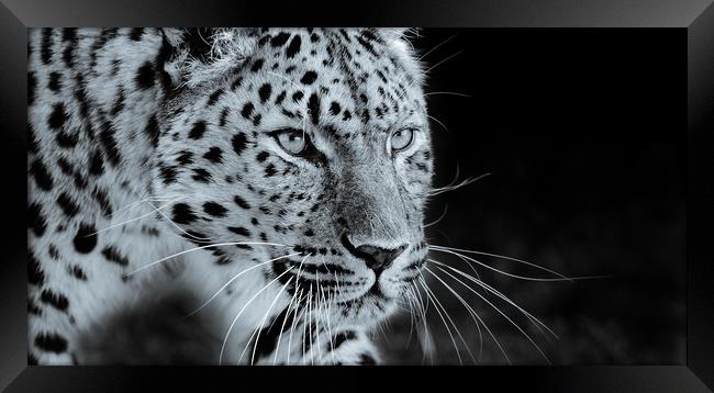  Leopard Prowling Framed Print by tim miller