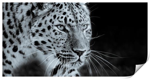  Leopard Prowling Print by tim miller