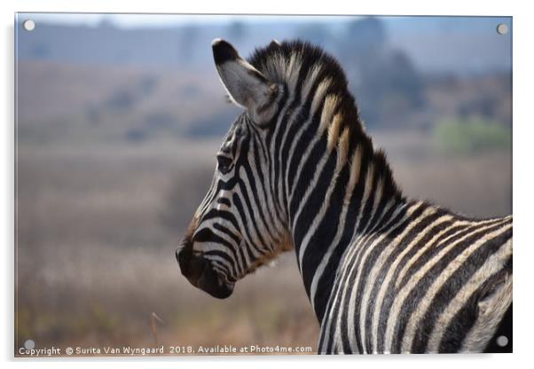 Zebra Acrylic by Surita Van Wyngaard