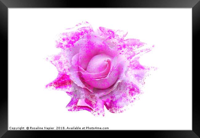 Pink rose light paint splatter effect  Framed Print by Rosaline Napier