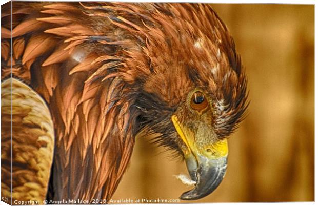 After dinner Golden Eagle Canvas Print by Angela Wallace