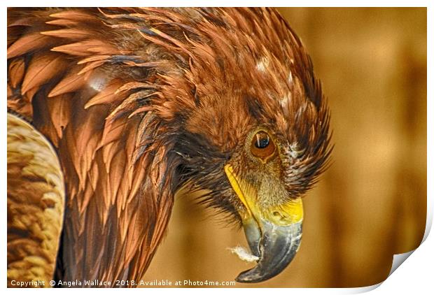 After dinner Golden Eagle Print by Angela Wallace