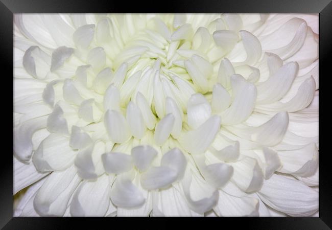 A beautiful White Chrysanthemum Framed Print by Paul Smith