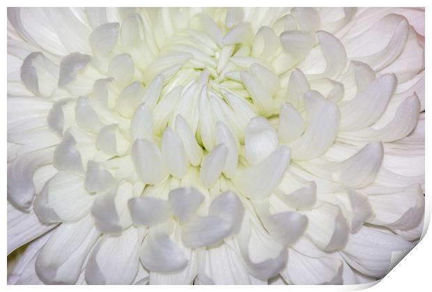 A beautiful White Chrysanthemum Print by Paul Smith
