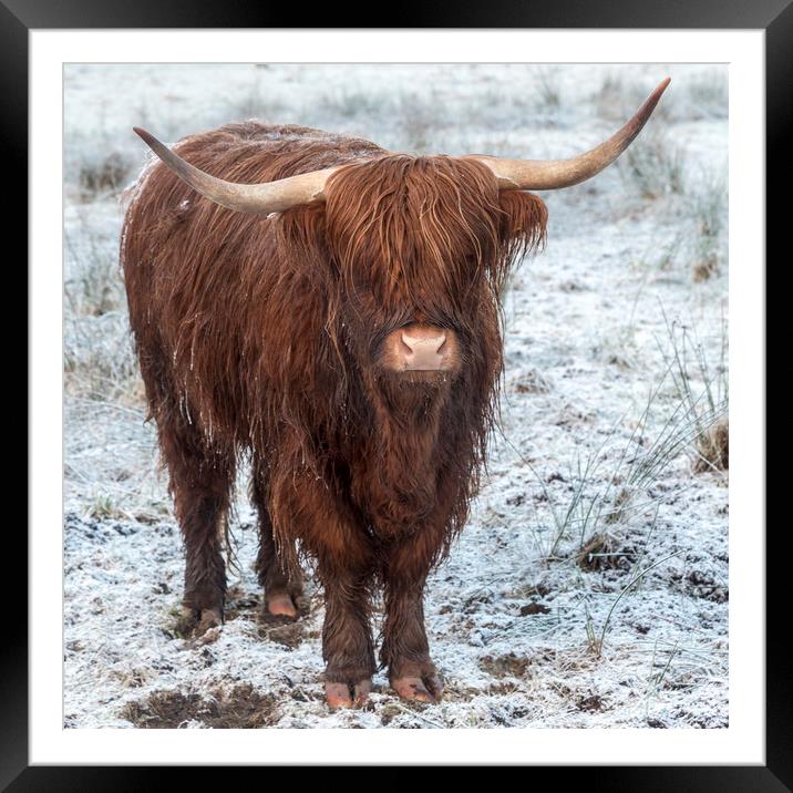 Highland Cow in the Snow Framed Mounted Print by Derek Beattie