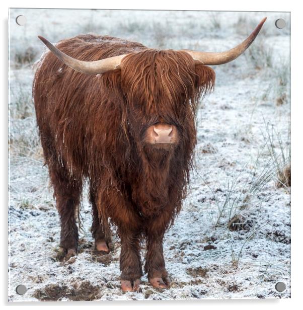 Highland Cow in the Snow Acrylic by Derek Beattie
