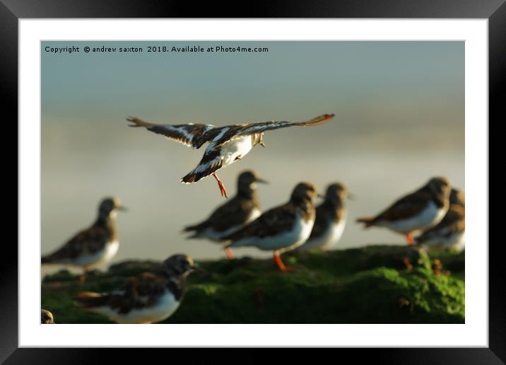 TAKING OFF Framed Mounted Print by andrew saxton