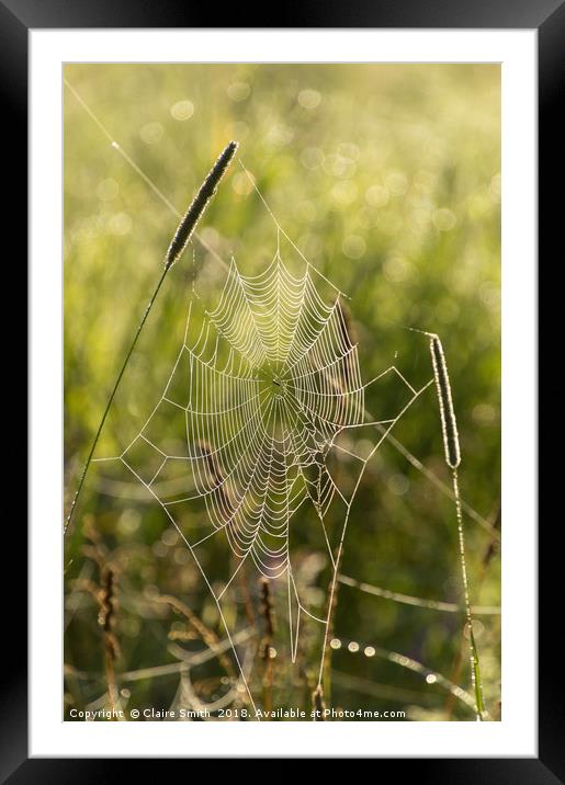 Dew covered cobwebs at dawn on a summer morning Framed Mounted Print by Claire Smith