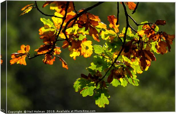 Autumn Leaves  Canvas Print by Neil Holman