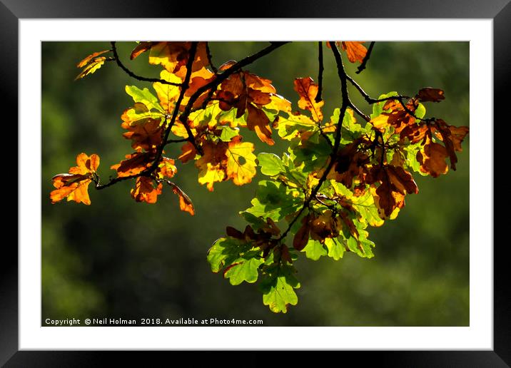 Autumn Leaves  Framed Mounted Print by Neil Holman