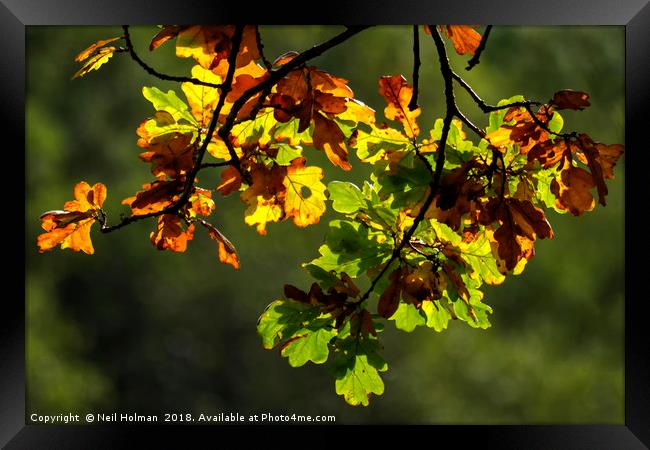 Autumn Leaves  Framed Print by Neil Holman