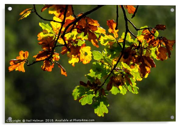 Autumn Leaves  Acrylic by Neil Holman