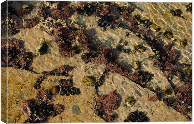 Cornish coral(?) - at Constantine Bay Canvas Print by Pete Hemington