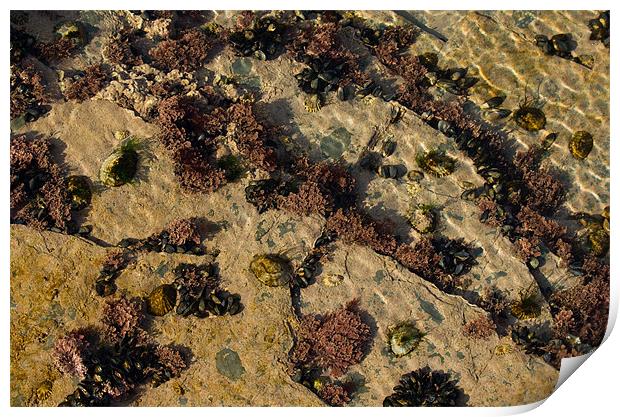 Cornish coral(?) - at Constantine Bay Print by Pete Hemington