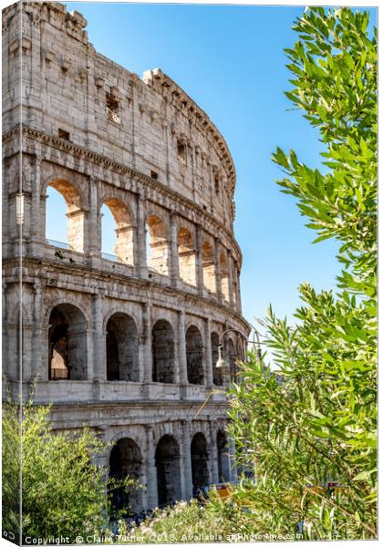 Colosseum seen through the trees Canvas Print by Claire Turner