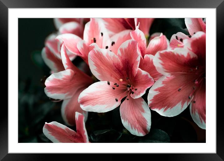 Pink lilies Framed Mounted Print by Anna Anisimova