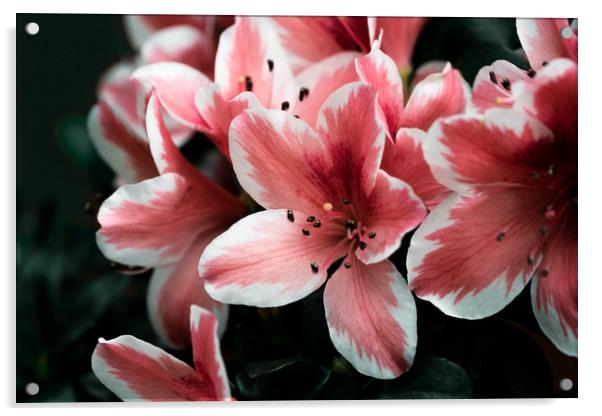 Pink lilies Acrylic by Anna Anisimova
